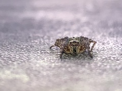 Larinioides cornutus