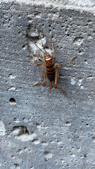 Gryllodes sigillatus