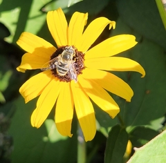 Eristalis stipator
