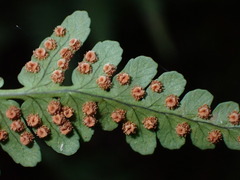 Dryopteris marginalis