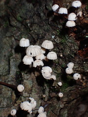 Marasmius rotula