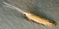 Coleophora