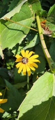Eristalis stipator