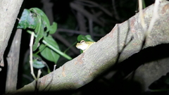 Polypedates megacephalus