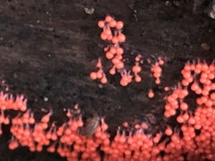 Hemitrichia decipiens