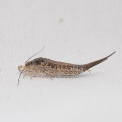 Meinertellidae