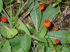 Hygrocybe cantharellus