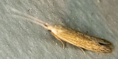 Coleophora
