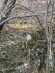 Nycticorax caledonicus