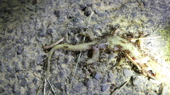 Hemidactylus stejnegeri