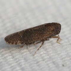 Opsiplanon luella