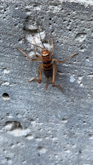 Gryllodes sigillatus