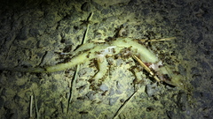 Hemidactylus stejnegeri