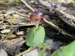 Corybas diemenicus