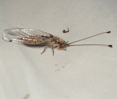 Ululodes macleayanus