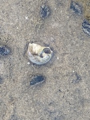 Neverita duplicata