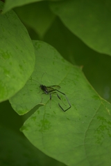 Pelecinus polyturator