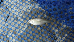 Paratanakia himantegus