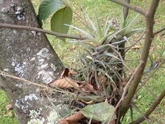 Tillandsia incarnata