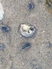 Neverita duplicata