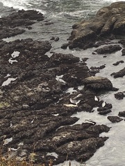 Phoca vitulina richardii