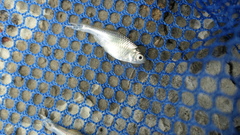 Paratanakia himantegus