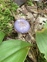 Cortinarius iodes