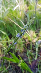 Caesia calliantha