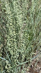 Artemisia filifolia