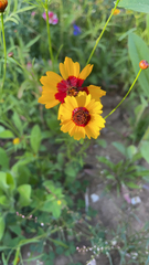 Coreopsis tinctoria