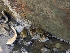 Hemigrapsus sanguineus