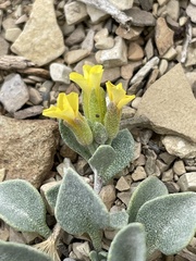 Physaria acutifolia