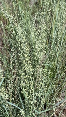 Artemisia filifolia