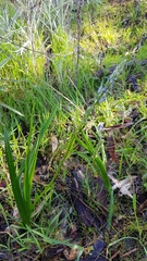 Caesia calliantha
