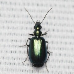 Lebia viridis
