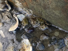 Hemigrapsus sanguineus