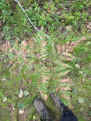 Dryopteris expansa