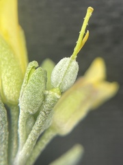 Physaria acutifolia