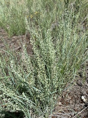Artemisia filifolia