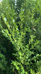 Buxus sempervirens