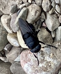 Cuterebra tenebrosa