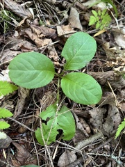 Pyrola elliptica