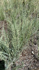 Artemisia filifolia