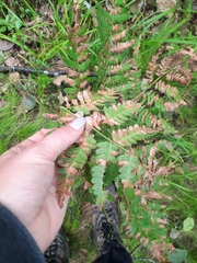 Dryopteris expansa