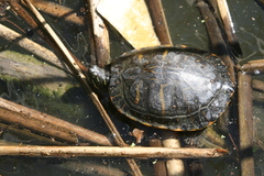 Pseudemys concinna concinna