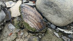 Unionoidea