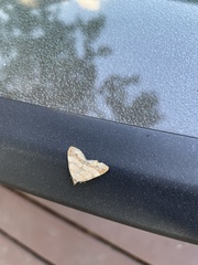 Mellilla xanthometata