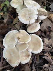 Leucocybe connata