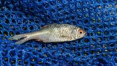 Paratanakia himantegus