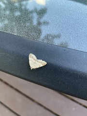 Mellilla xanthometata